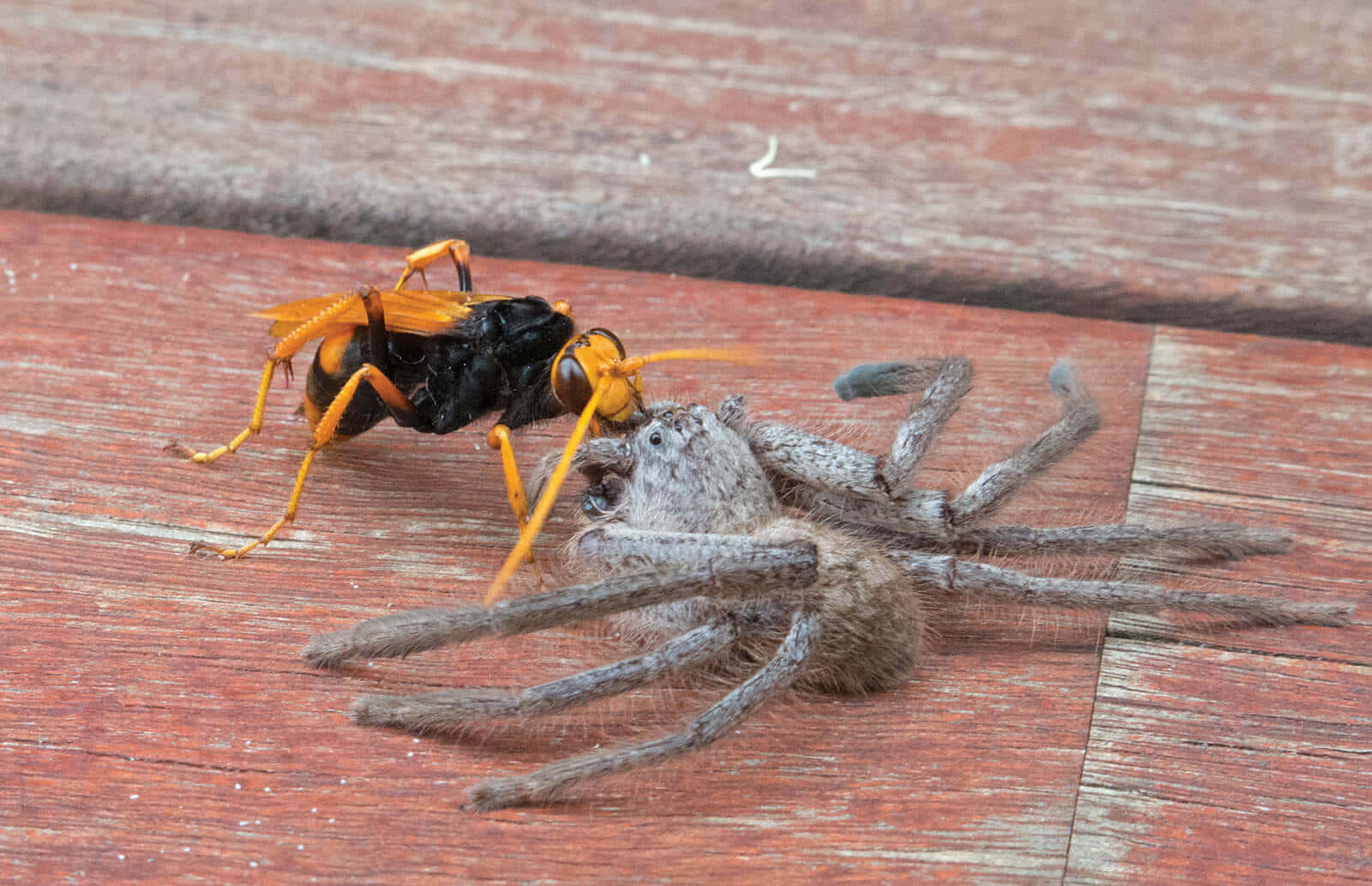 Spider Wasp Hunting Spider Wallpaper