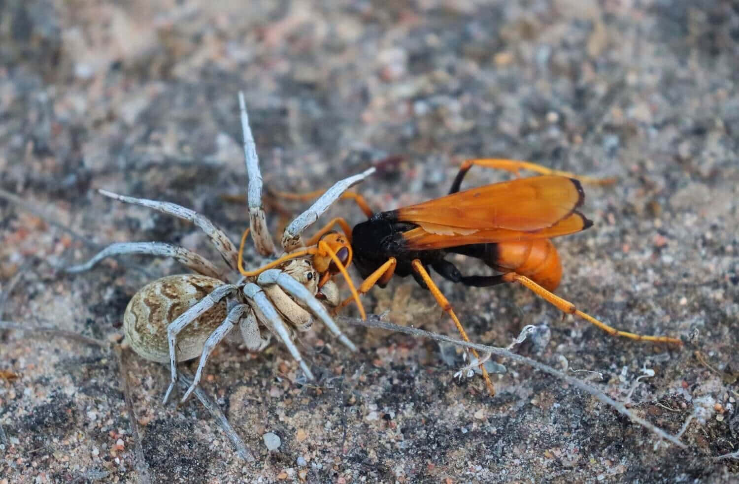 Spider Wasp Hunting Spider Wallpaper