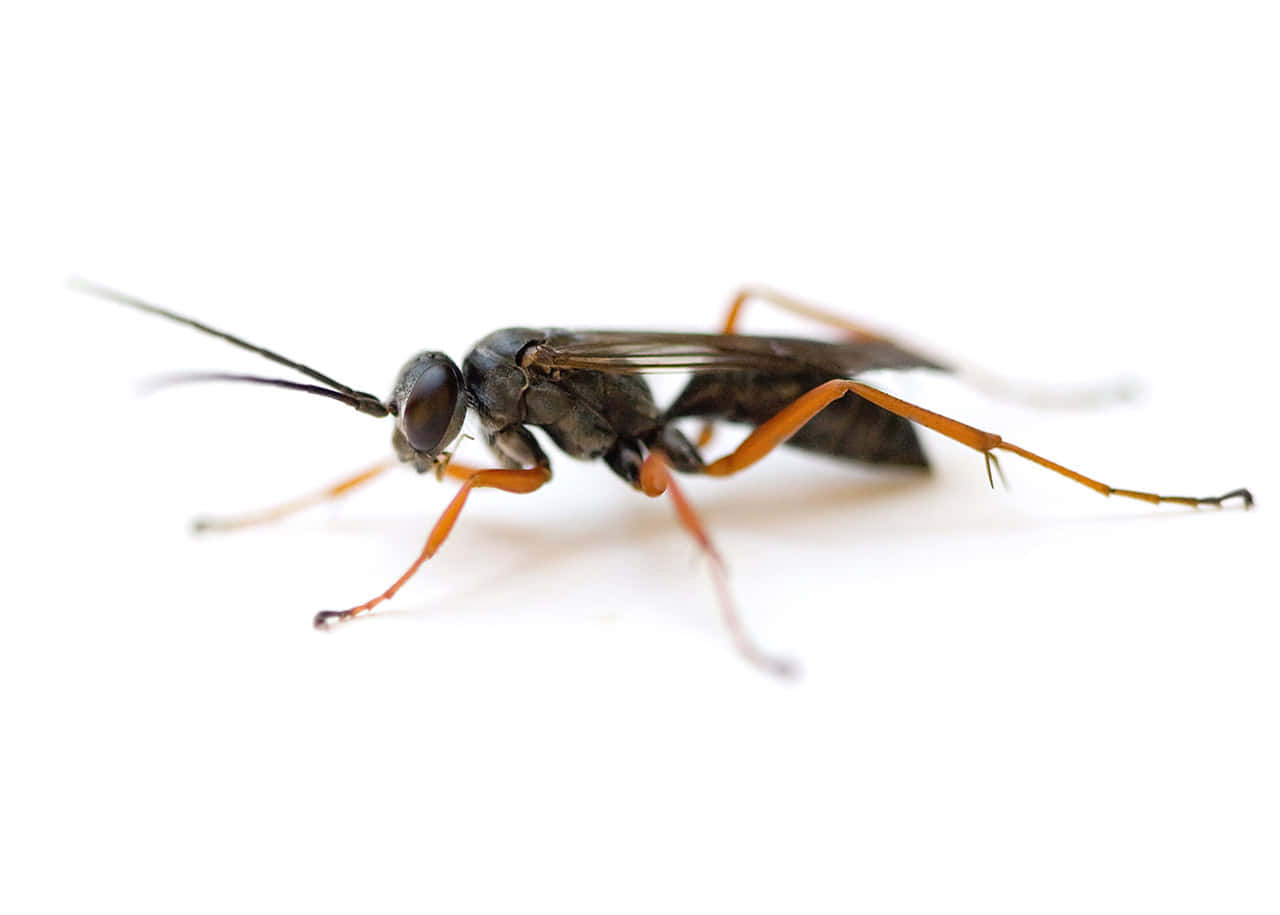 Spider Wasp Isolatedon White Wallpaper