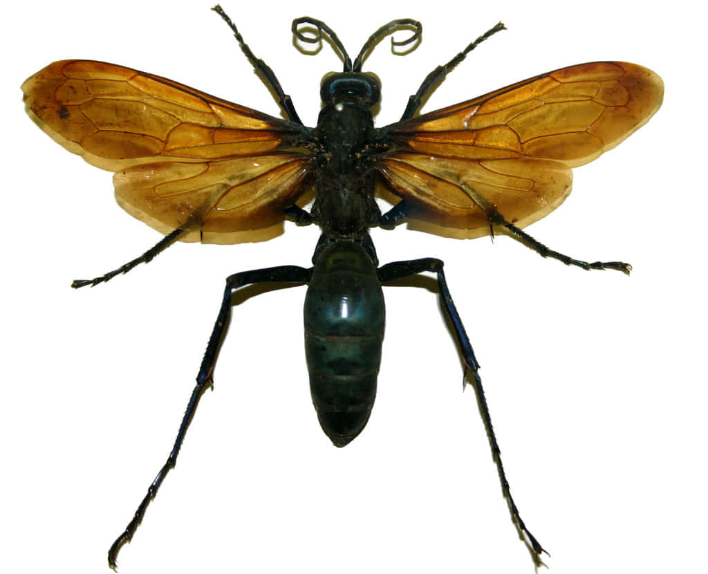 Spider Wasp Specimen Wallpaper