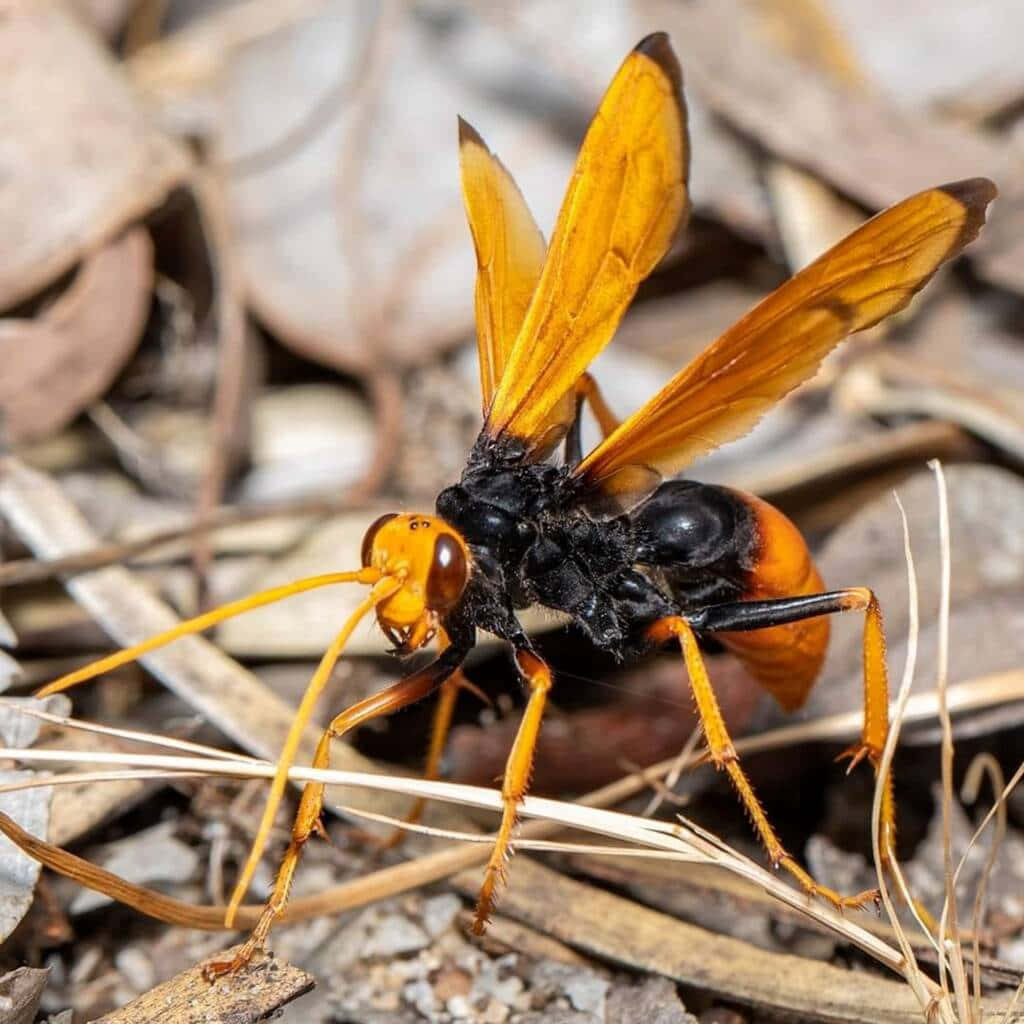 Spider Wasp Up Close Wallpaper