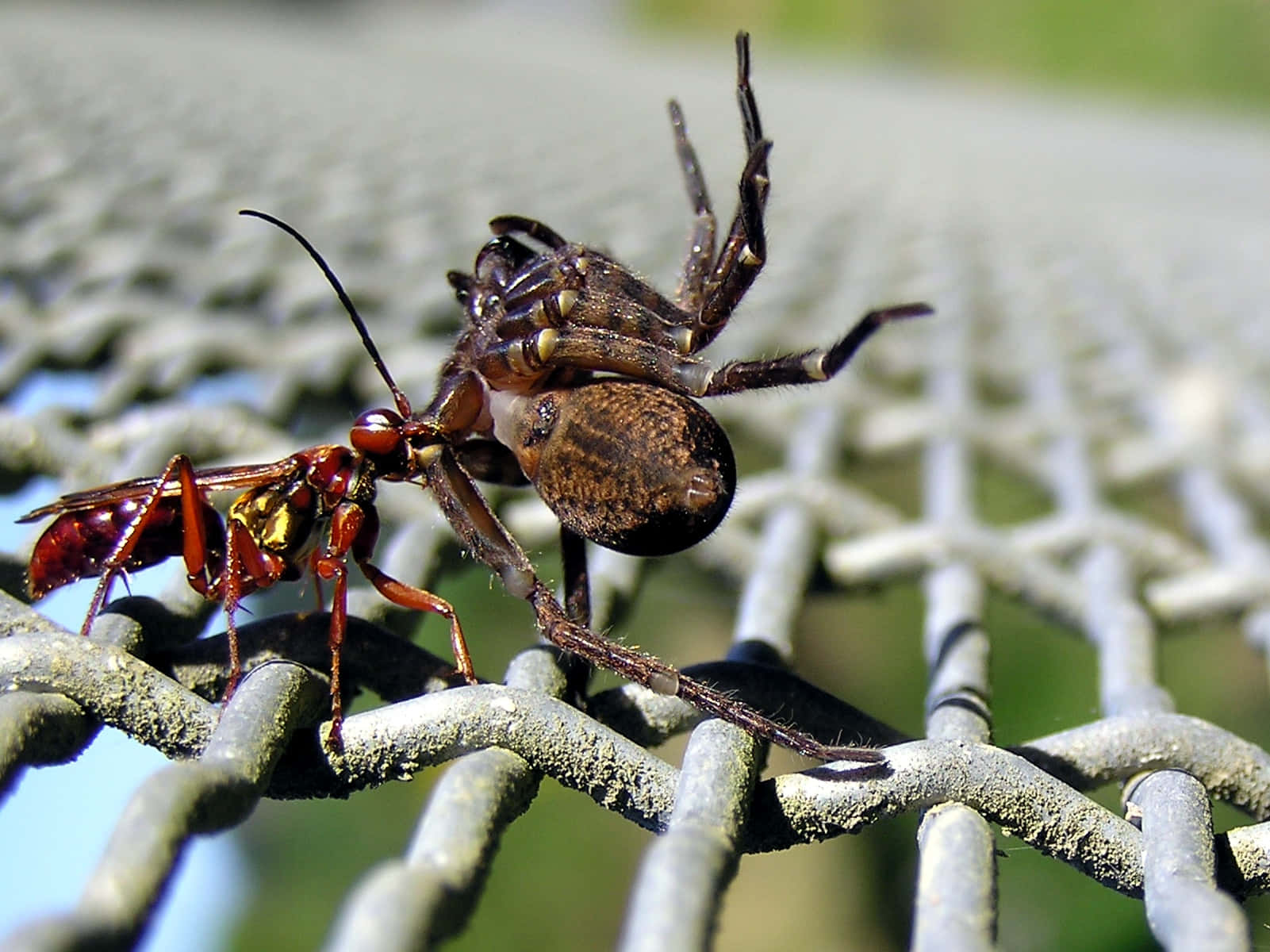 Spider Wasp With Prey Wallpaper