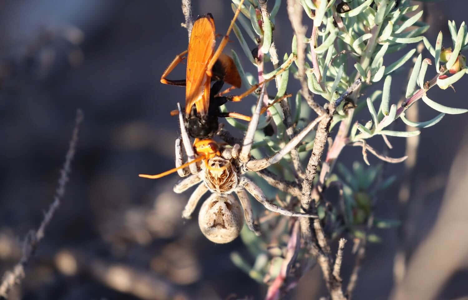 Spider Wasp With Prey Wallpaper