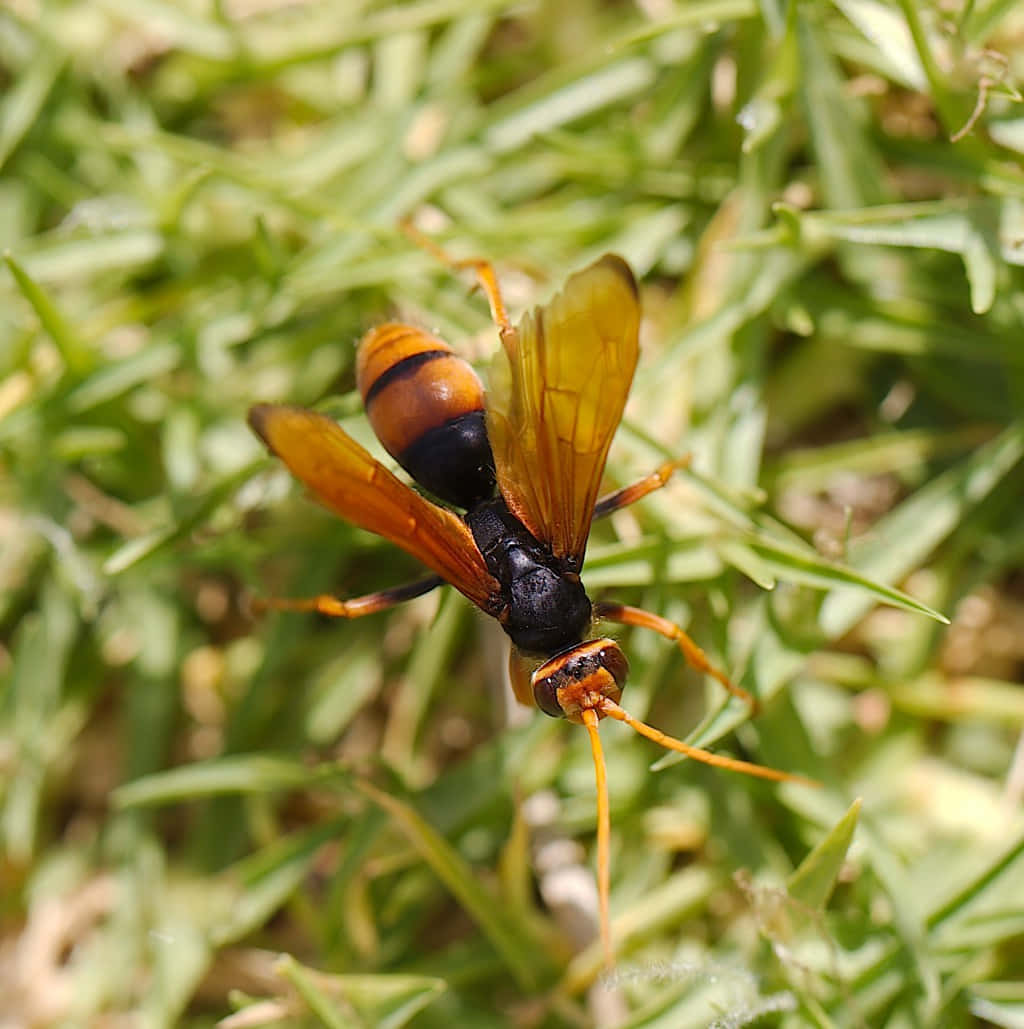 Spider Waspin Grass Wallpaper