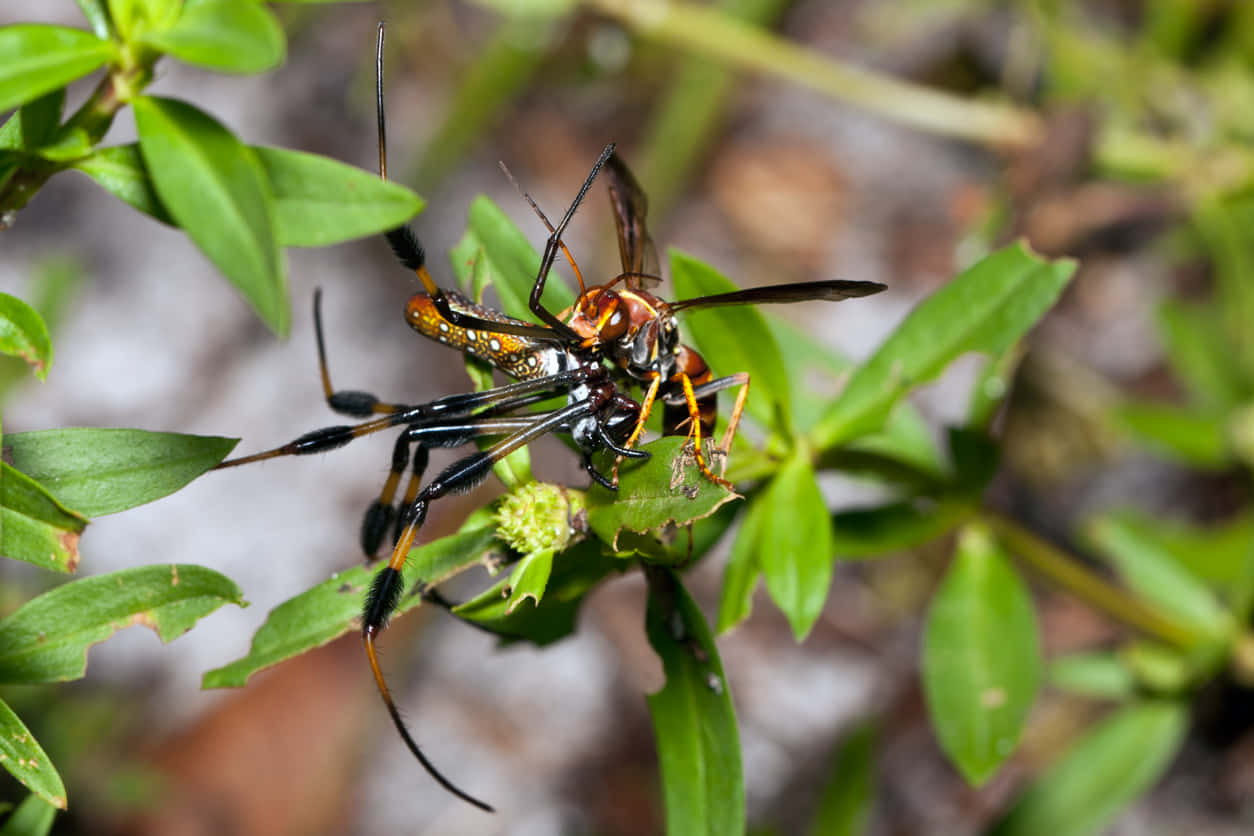 Spider Waspin Natural Habitat Wallpaper