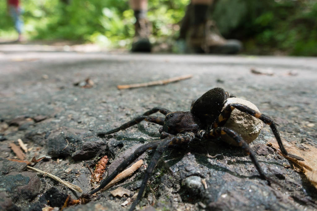 Spider With Egg Sac Wallpaper