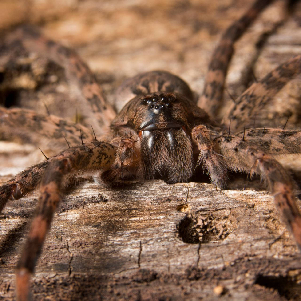 Spider With Multiple Black Eyes Wallpaper