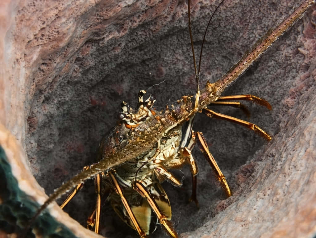 Spiny Lobster Hidingin Rock Crevice Wallpaper