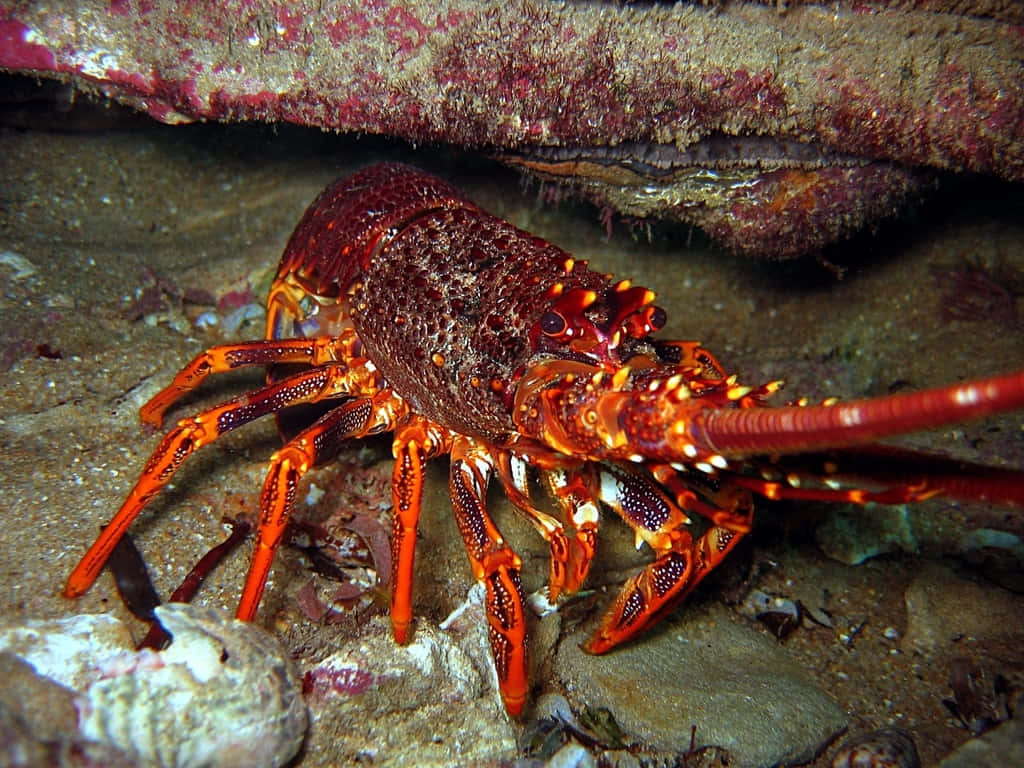 Spiny Lobster Under Rock Wallpaper