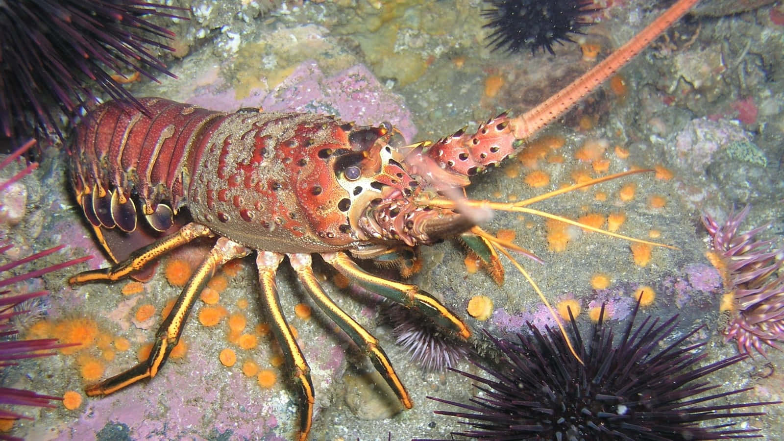 Spiny Lobster Underwater Scene Wallpaper