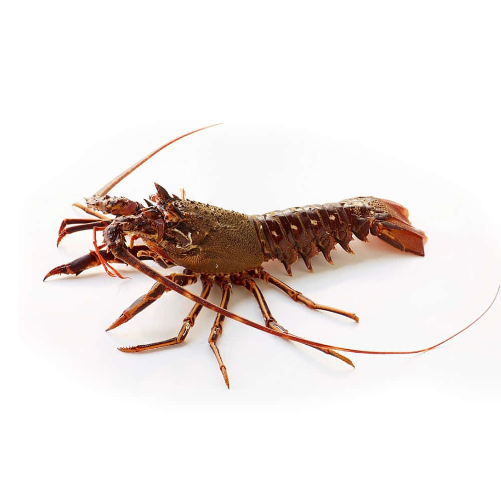 Spiny Lobster White Background Wallpaper