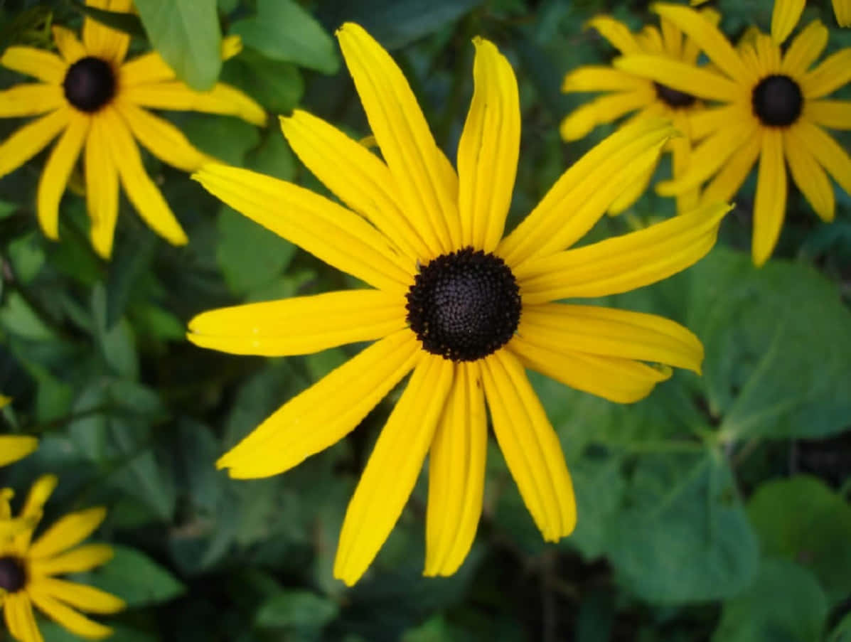 Splendid Beauty Of A Black Eyed Susan Wallpaper