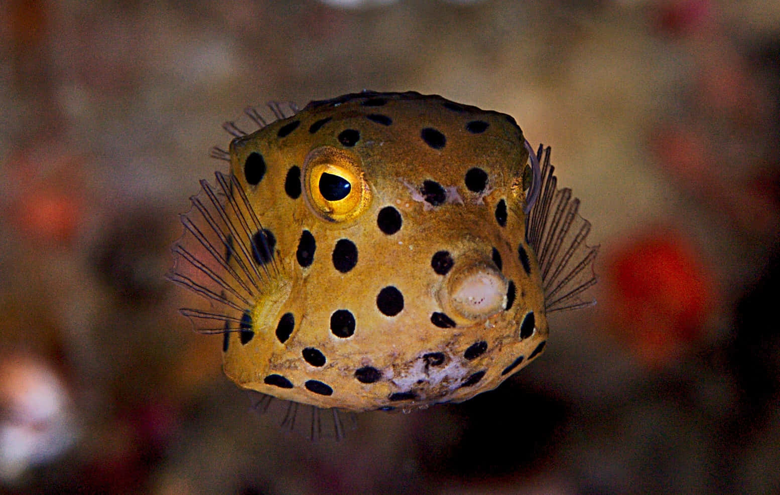 Spotted Boxfish Underwater Wallpaper