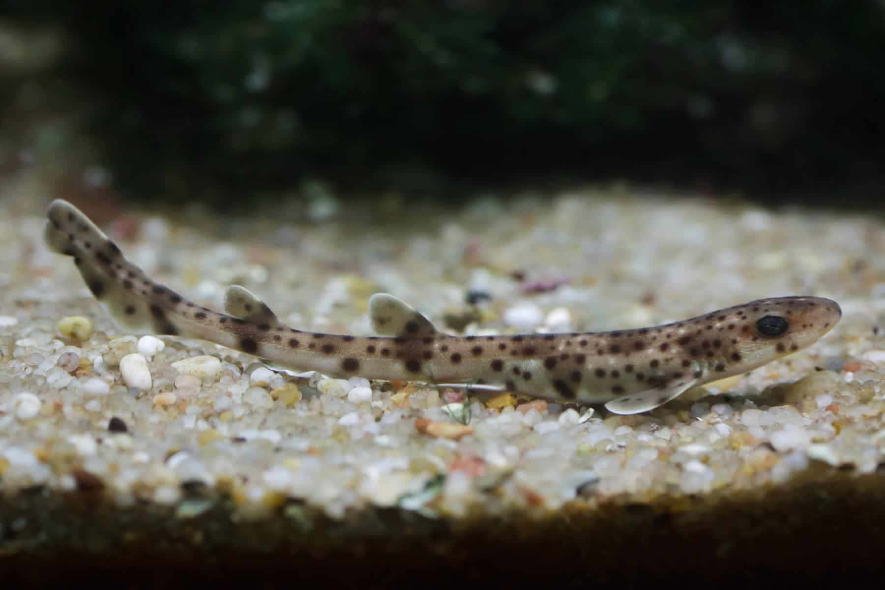 Spotted Cat Shark Aquarium Wallpaper