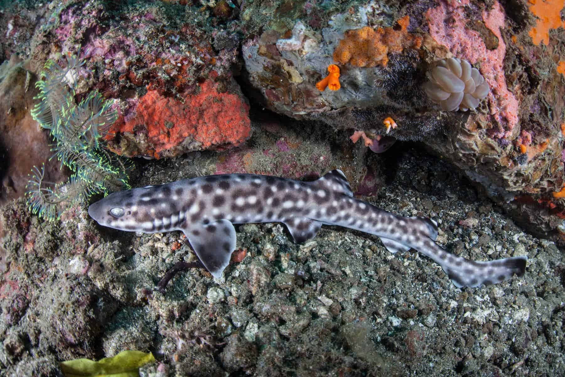 Spotted Cat Shark Ocean Floor Wallpaper