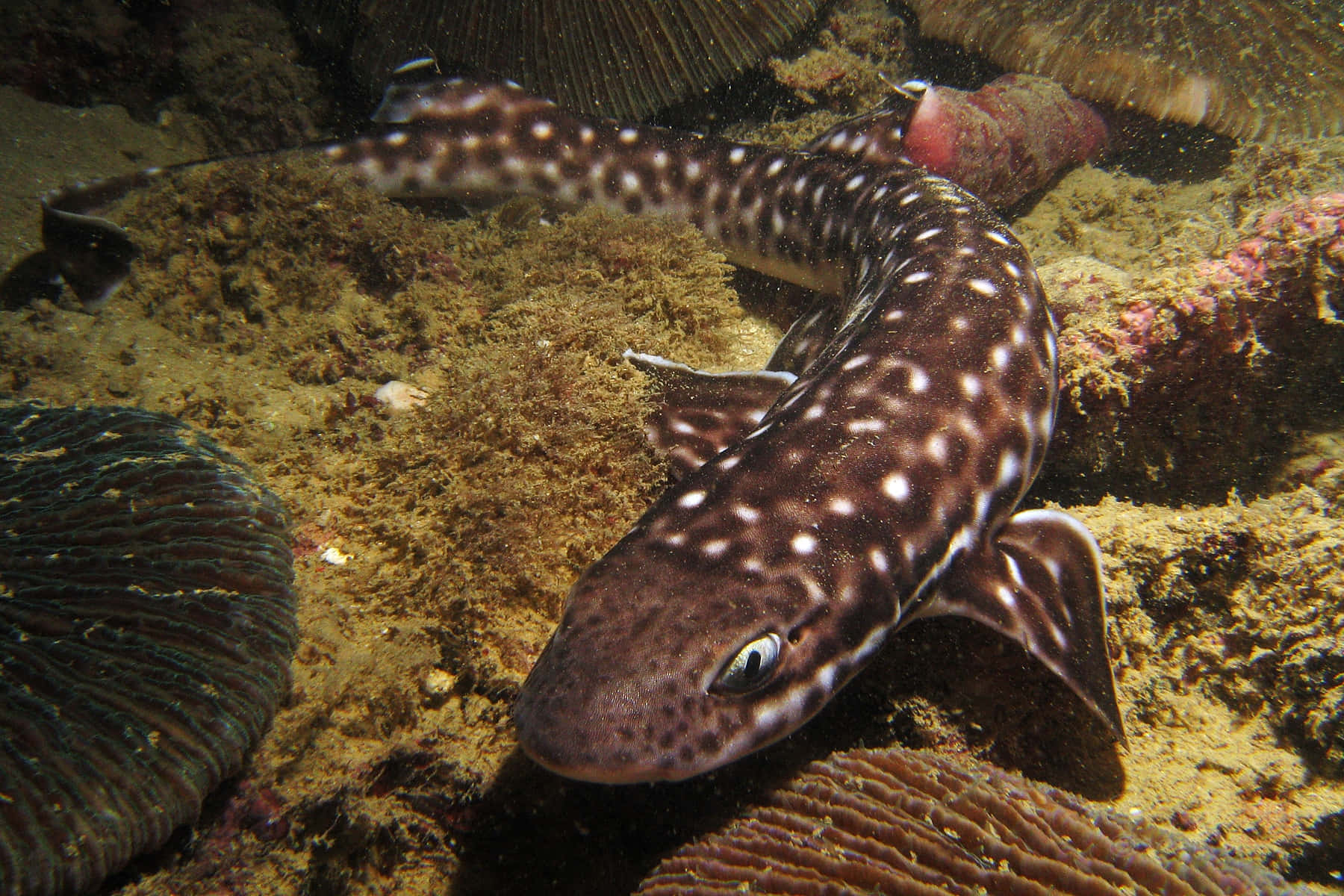 Spotted Cat Shark Underwater Wallpaper