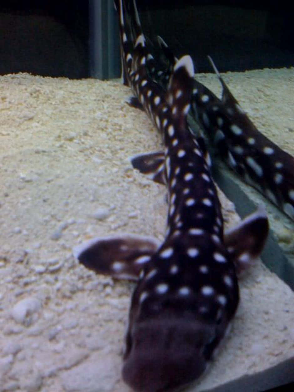 Spotted Catshark Aquarium Wallpaper