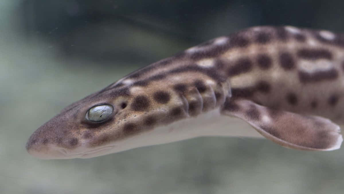 Spotted Catshark Closeup Wallpaper