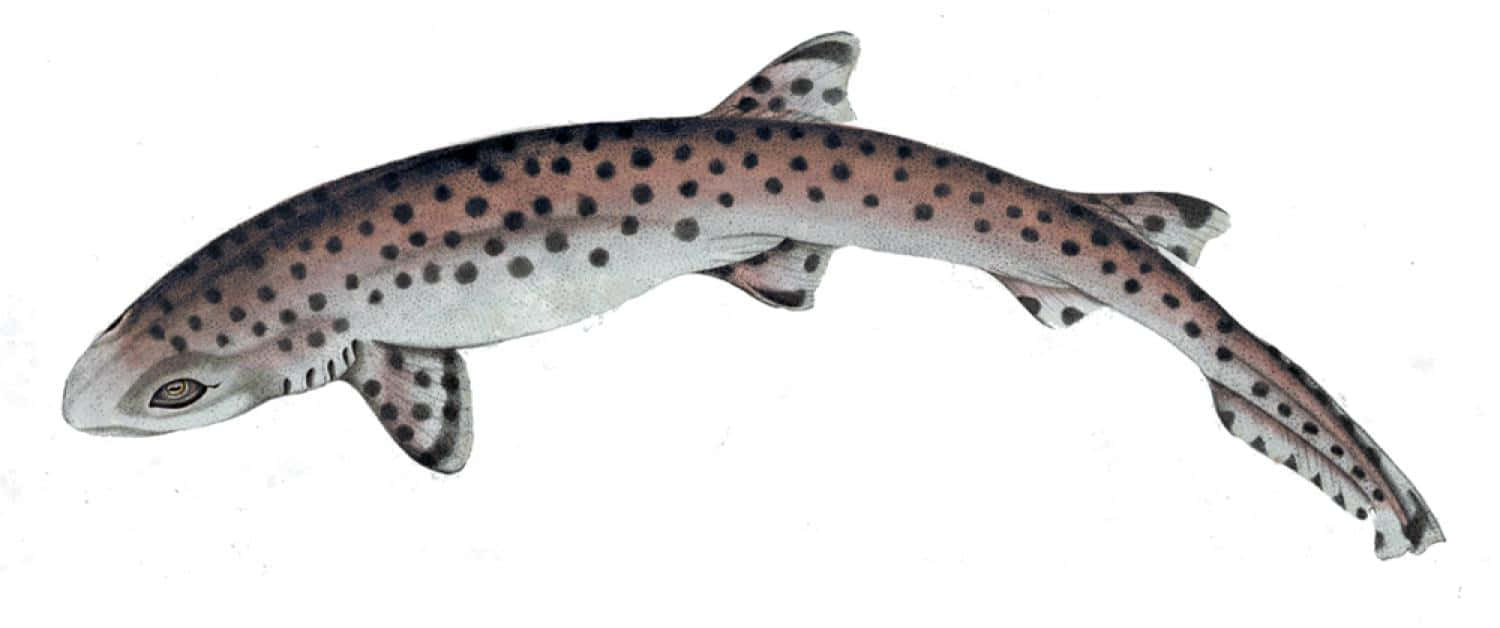 Spotted Catshark Illustration Wallpaper