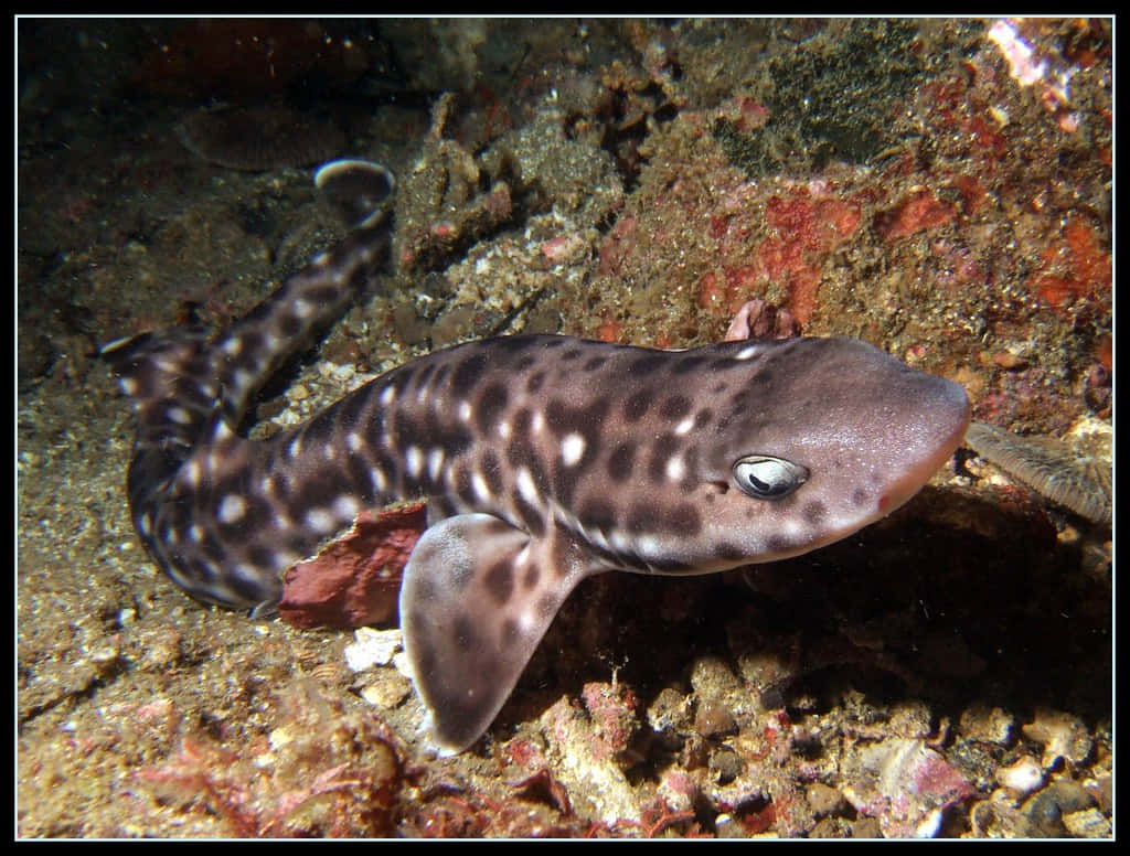 Spotted Catshark Restingon Seabed.jpg Wallpaper