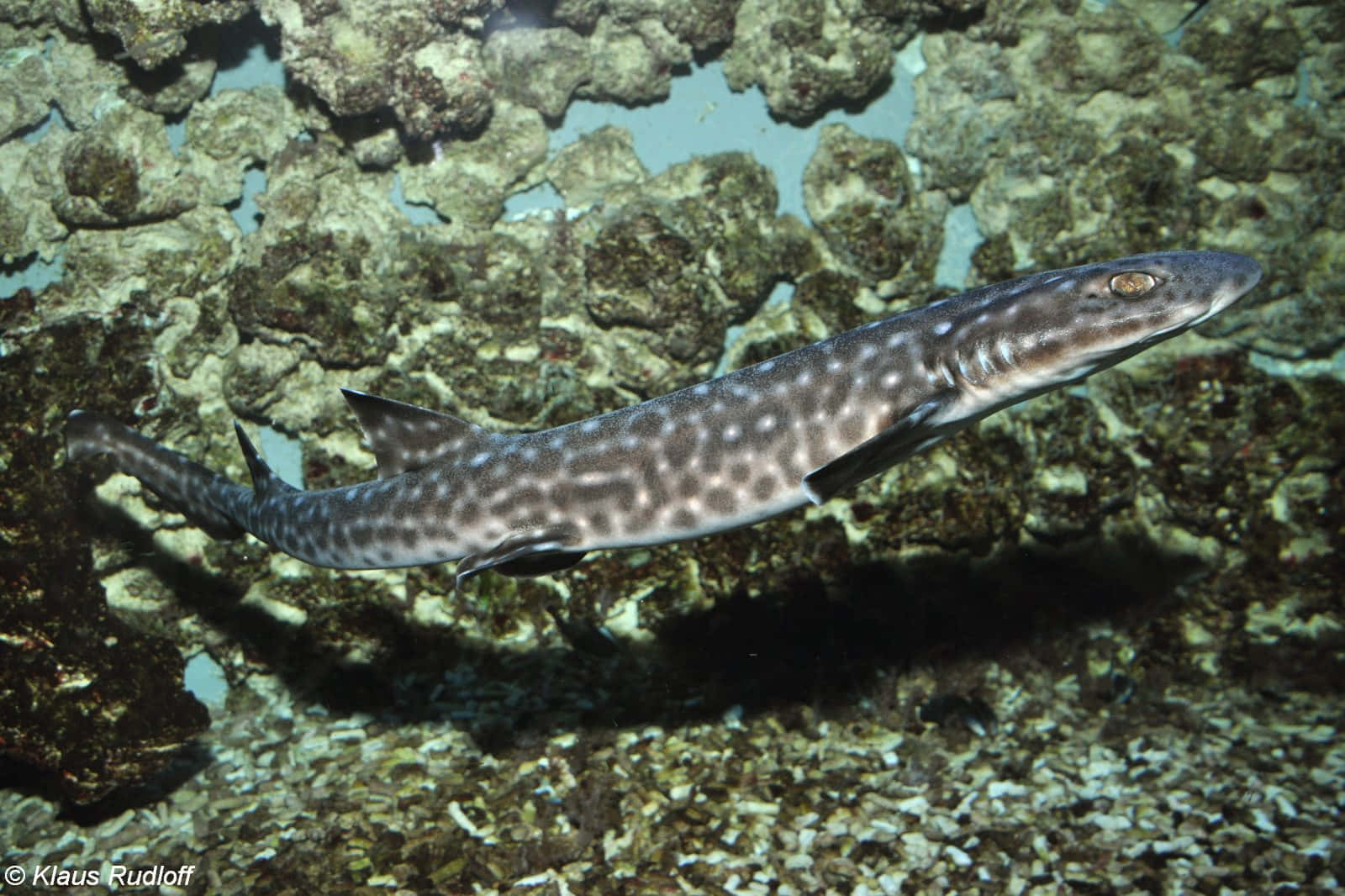 Spotted Catshark Swimming Underwater.jpg Wallpaper