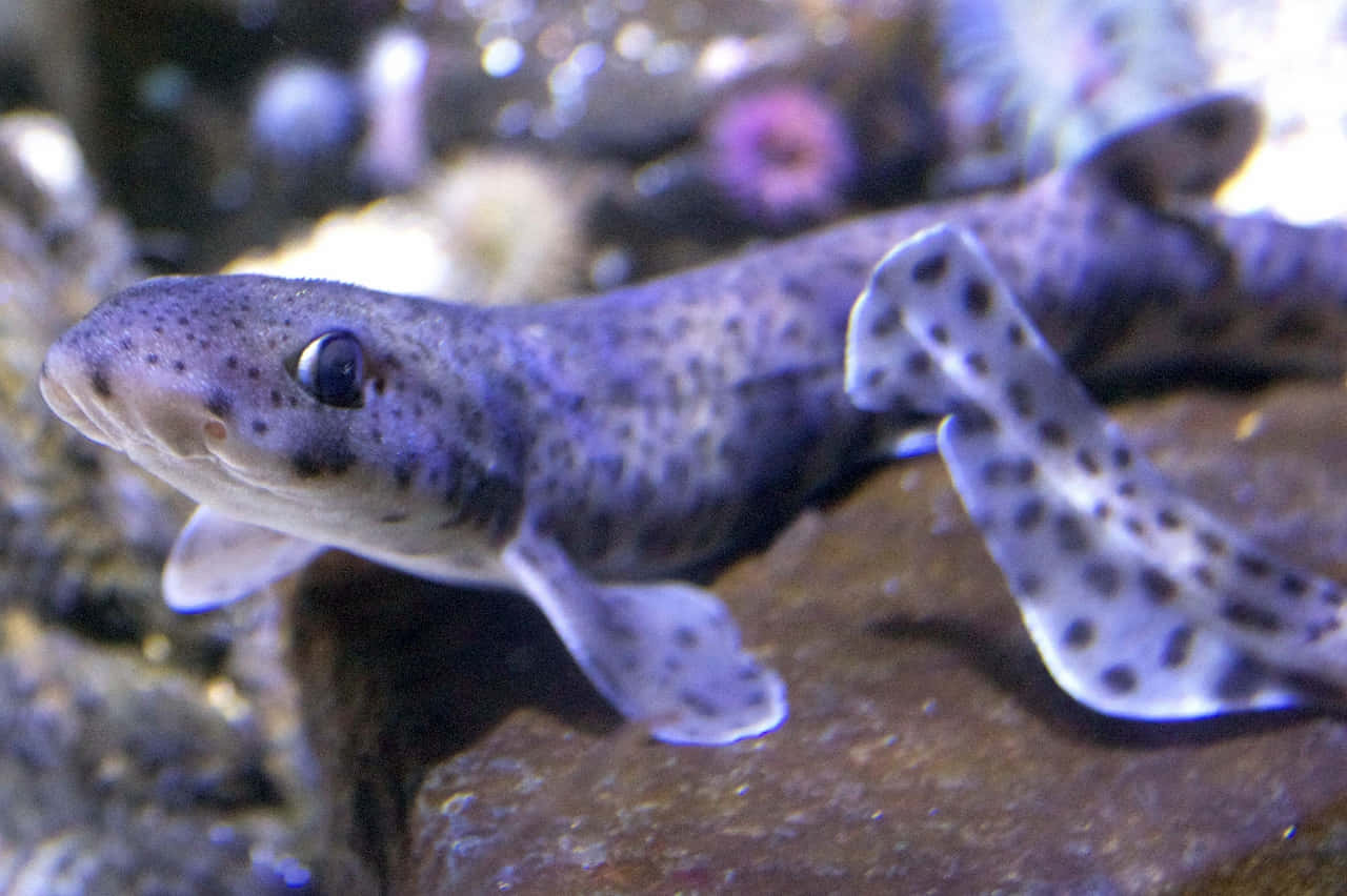 Spotted Catshark Up Close Wallpaper