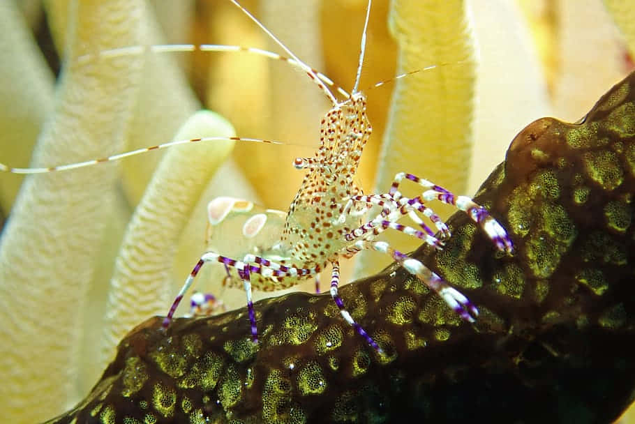 Spotted Cleaner Shrimp On Coral Wallpaper