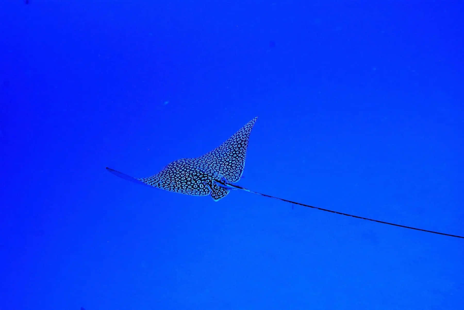 Spotted Eagle Ray Graceful Swim Wallpaper