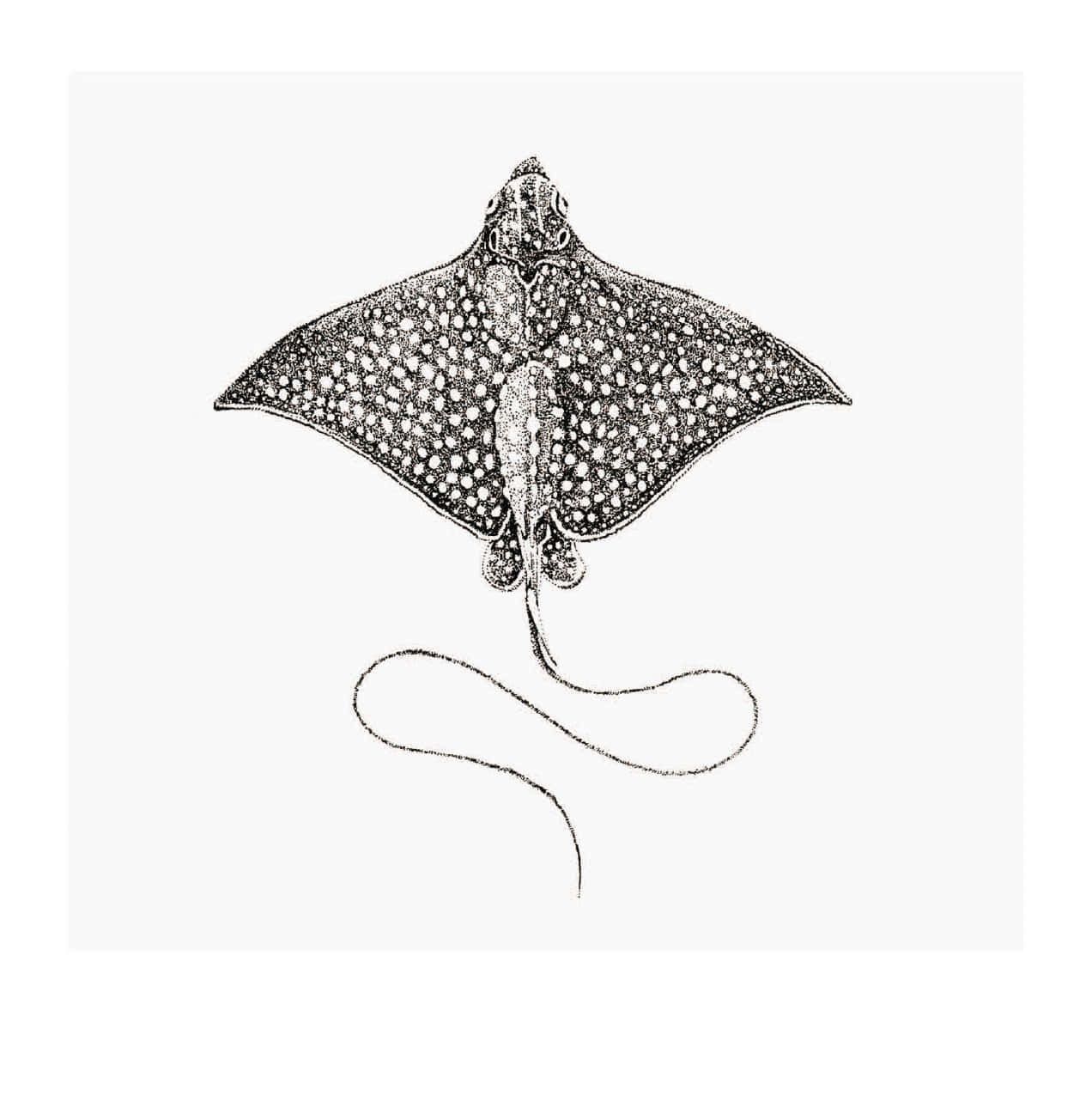 Spotted Eagle Ray Illustration Wallpaper