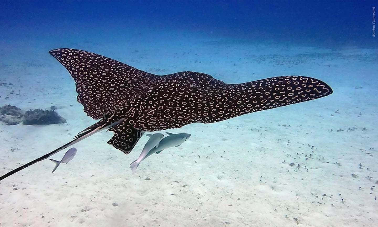 Spotted Eagle Ray Swimming Underwater.jpg Wallpaper