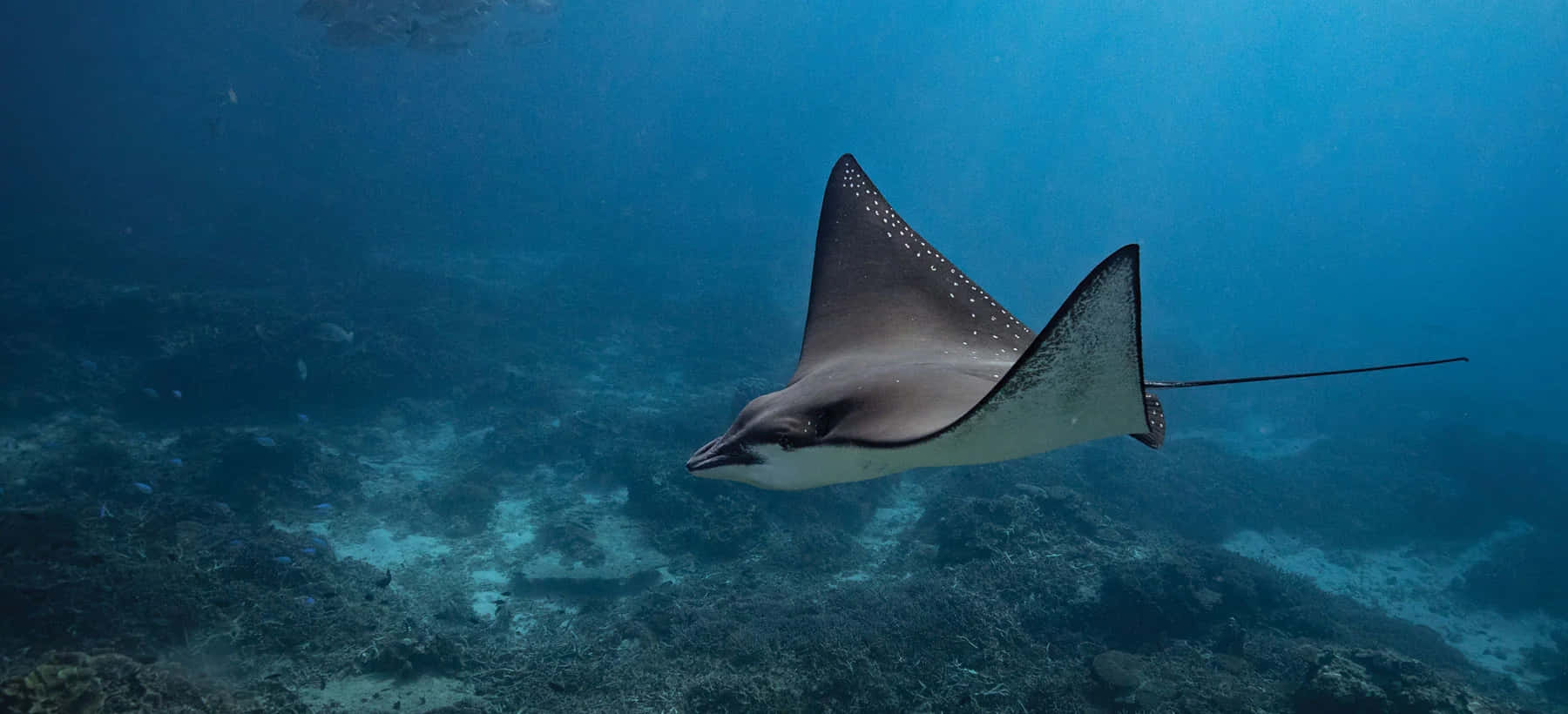 Spotted Eagle Ray Swimming Underwater.jpg Wallpaper