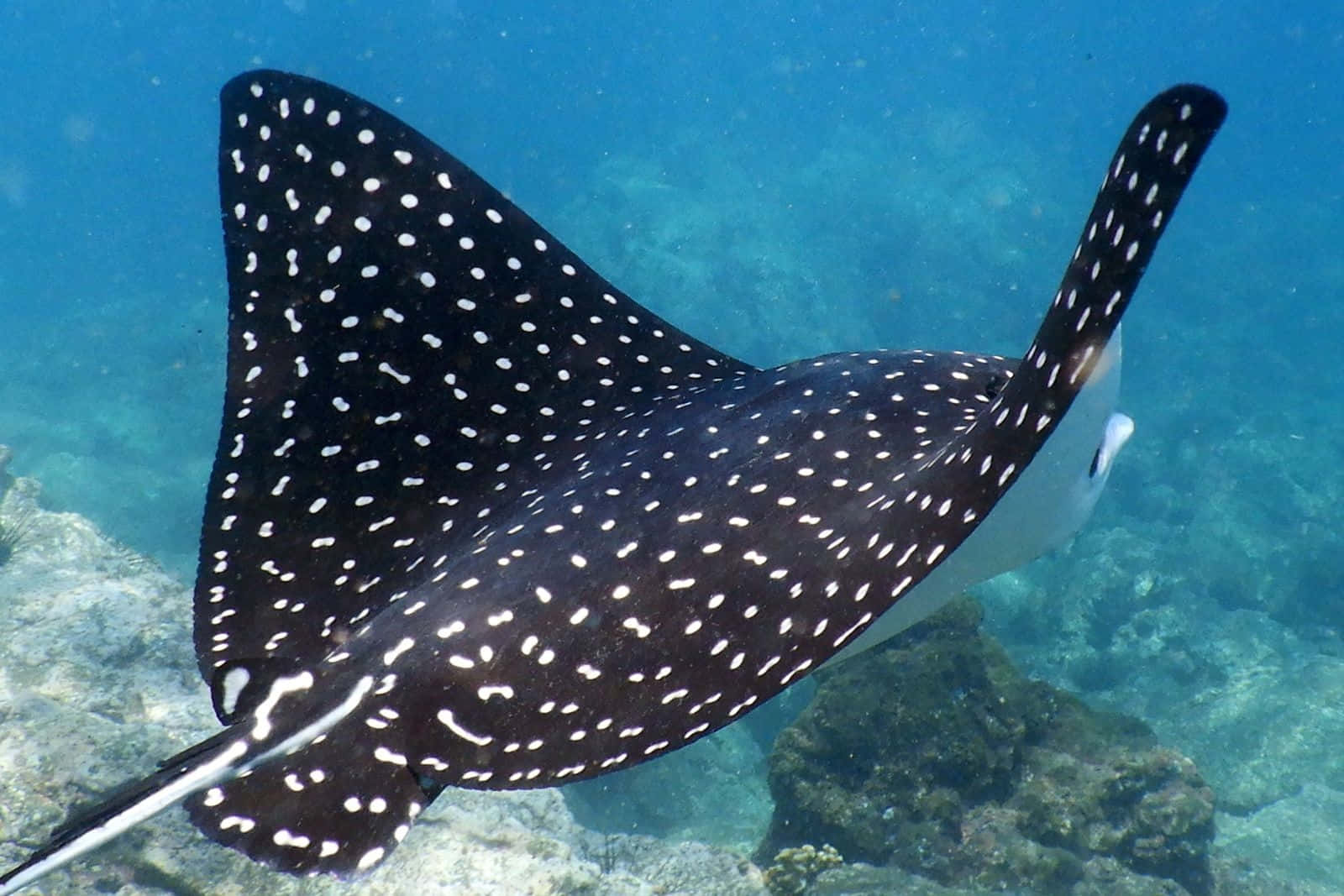 Spotted Eagle Ray Swimming Underwater.jpg Wallpaper