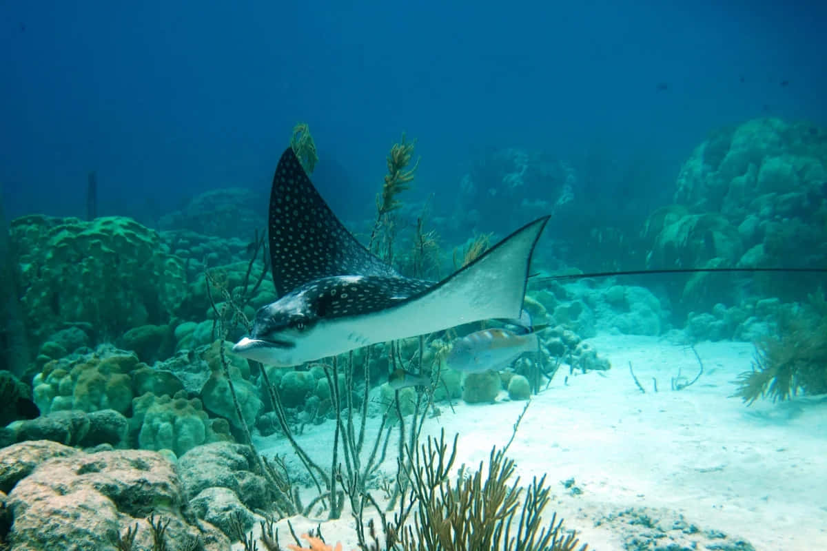 Spotted Eagle Ray Underwater Wallpaper