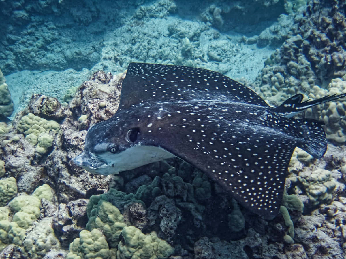 Spotted Eagle Ray Underwater Wallpaper