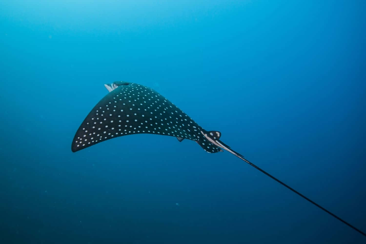 Spotted Eagle Ray Underwater Wallpaper