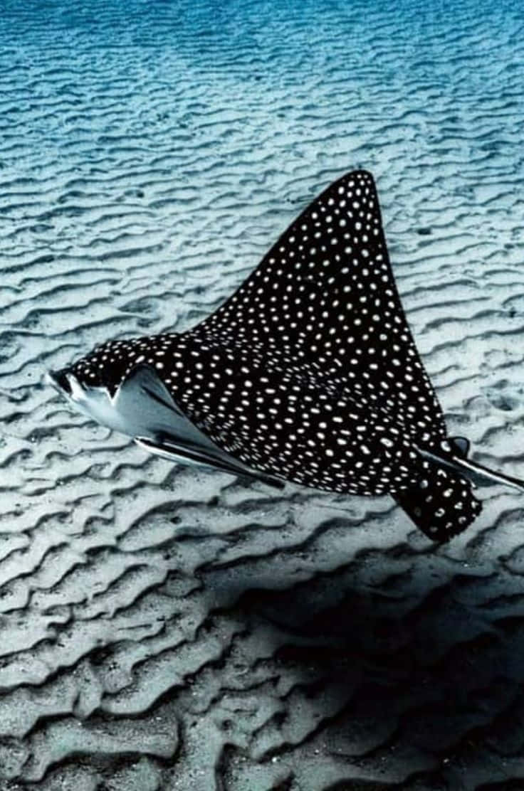 Spotted Eagle Ray Underwater Wallpaper