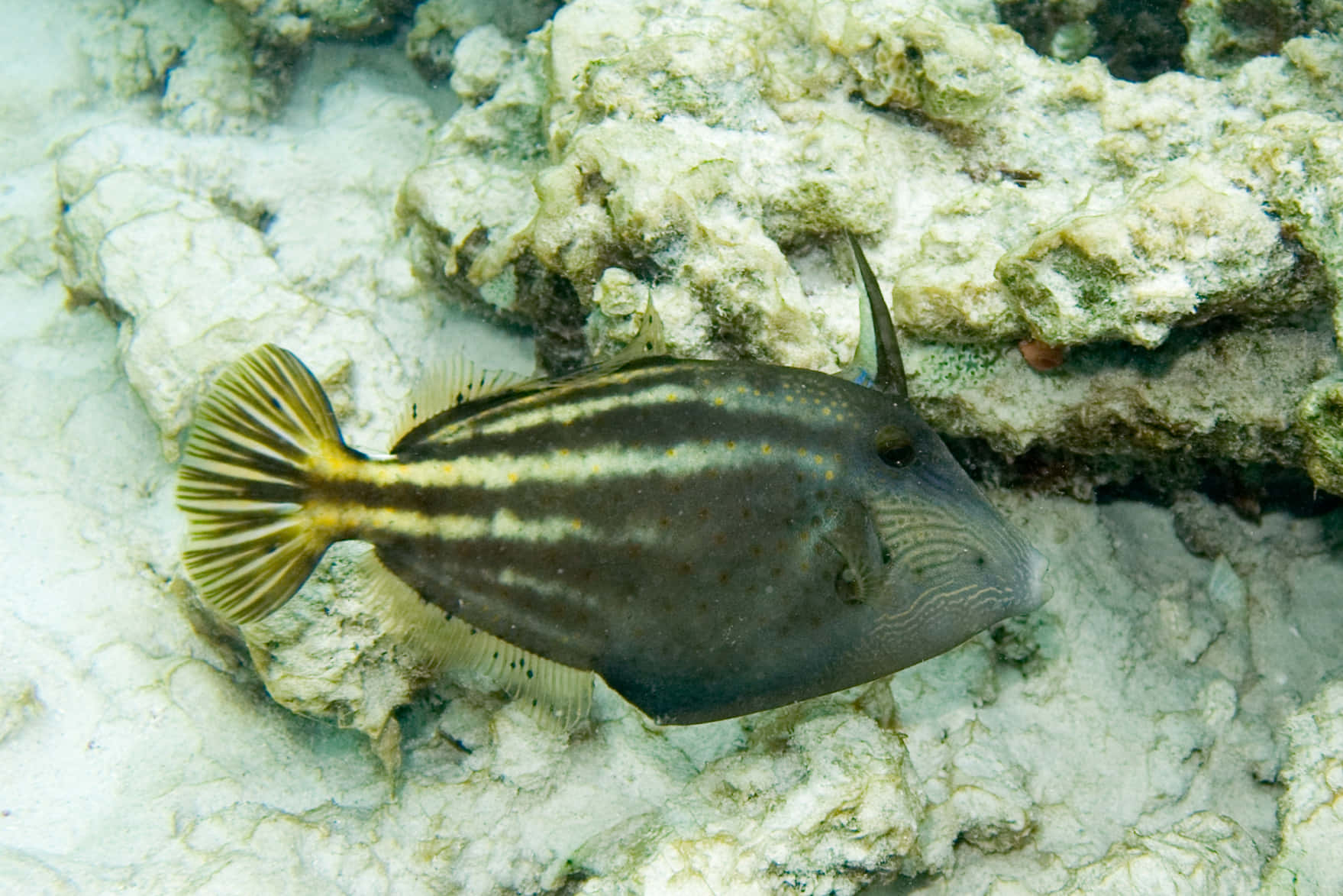 Spotted Filefish Underwater Wallpaper