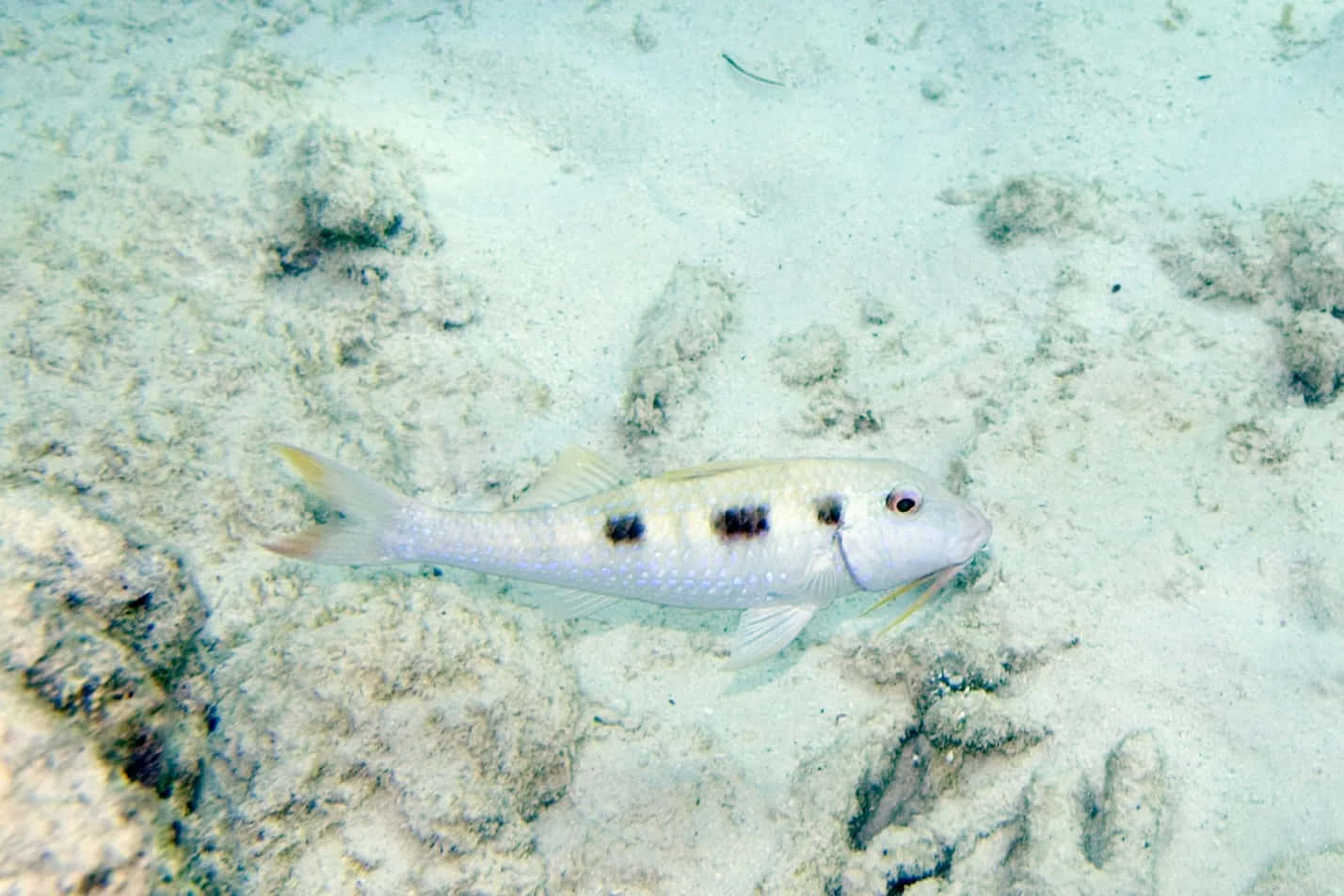 Spotted Goatfish Swimming Over Sandy Bottom Wallpaper