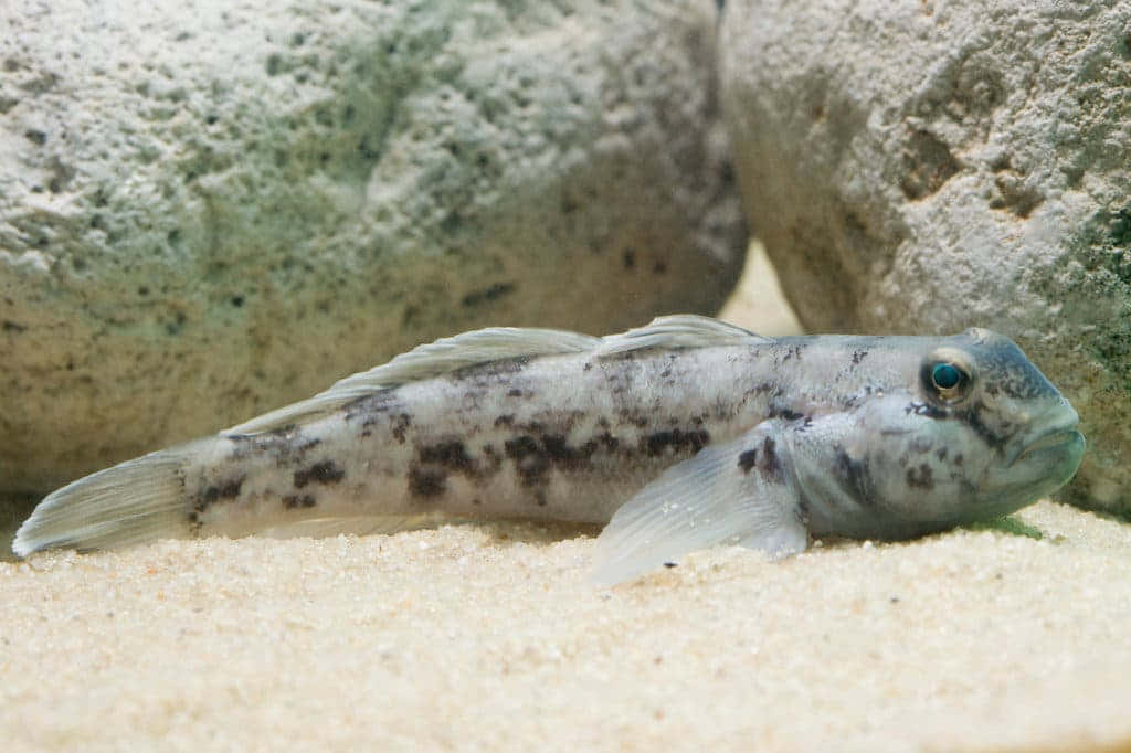 Spotted Goby On Sandy Bottom.jpg Wallpaper