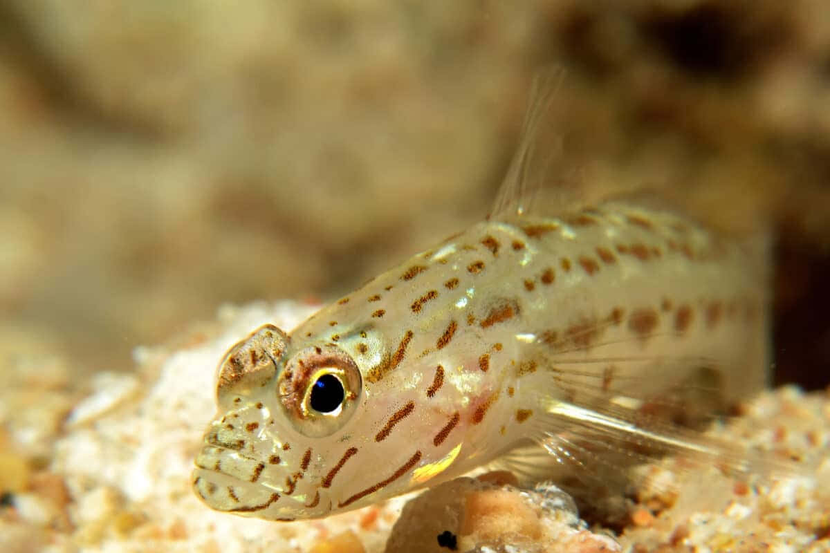 Spotted Goby On Sandy Bottom.jpg Wallpaper