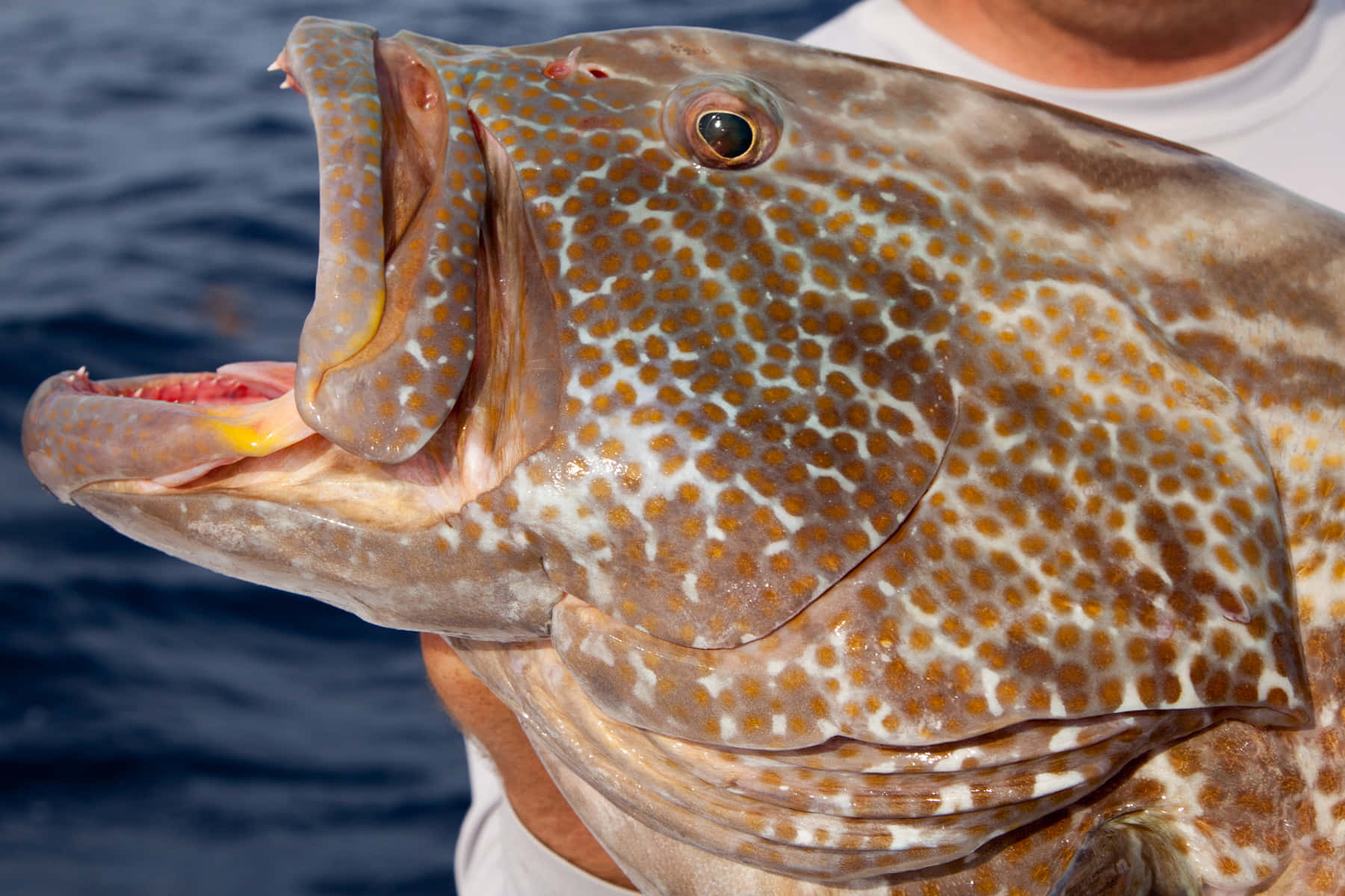 Spotted Grouper Close Up Wallpaper