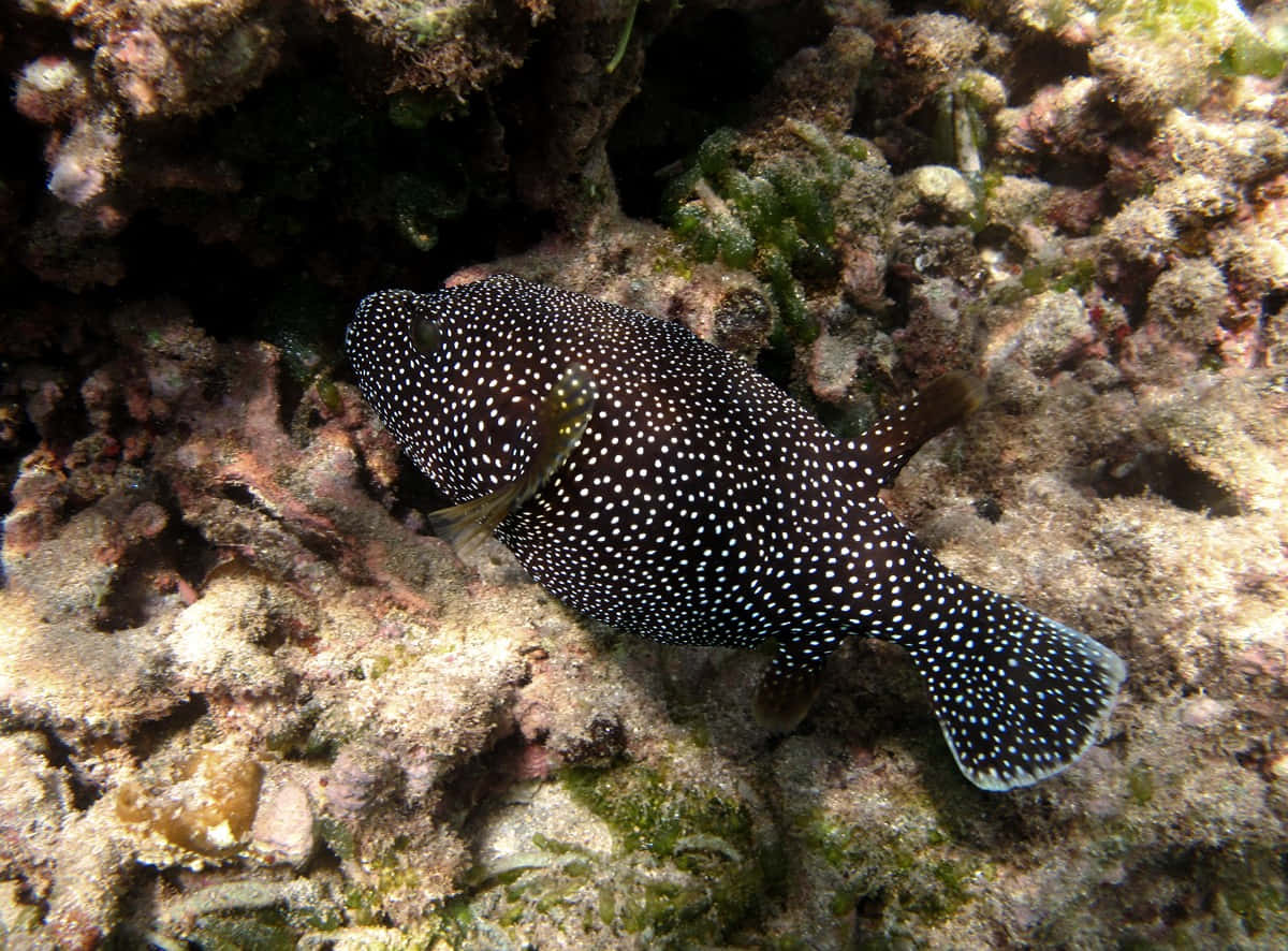 Spotted_ Guineafowl_ Pufferfish_ On_ Coral_ Reef.jpg Wallpaper