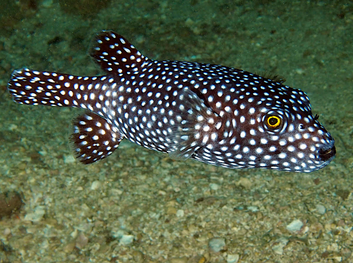 Spotted Guineafowl Pufferfish Swimming Wallpaper