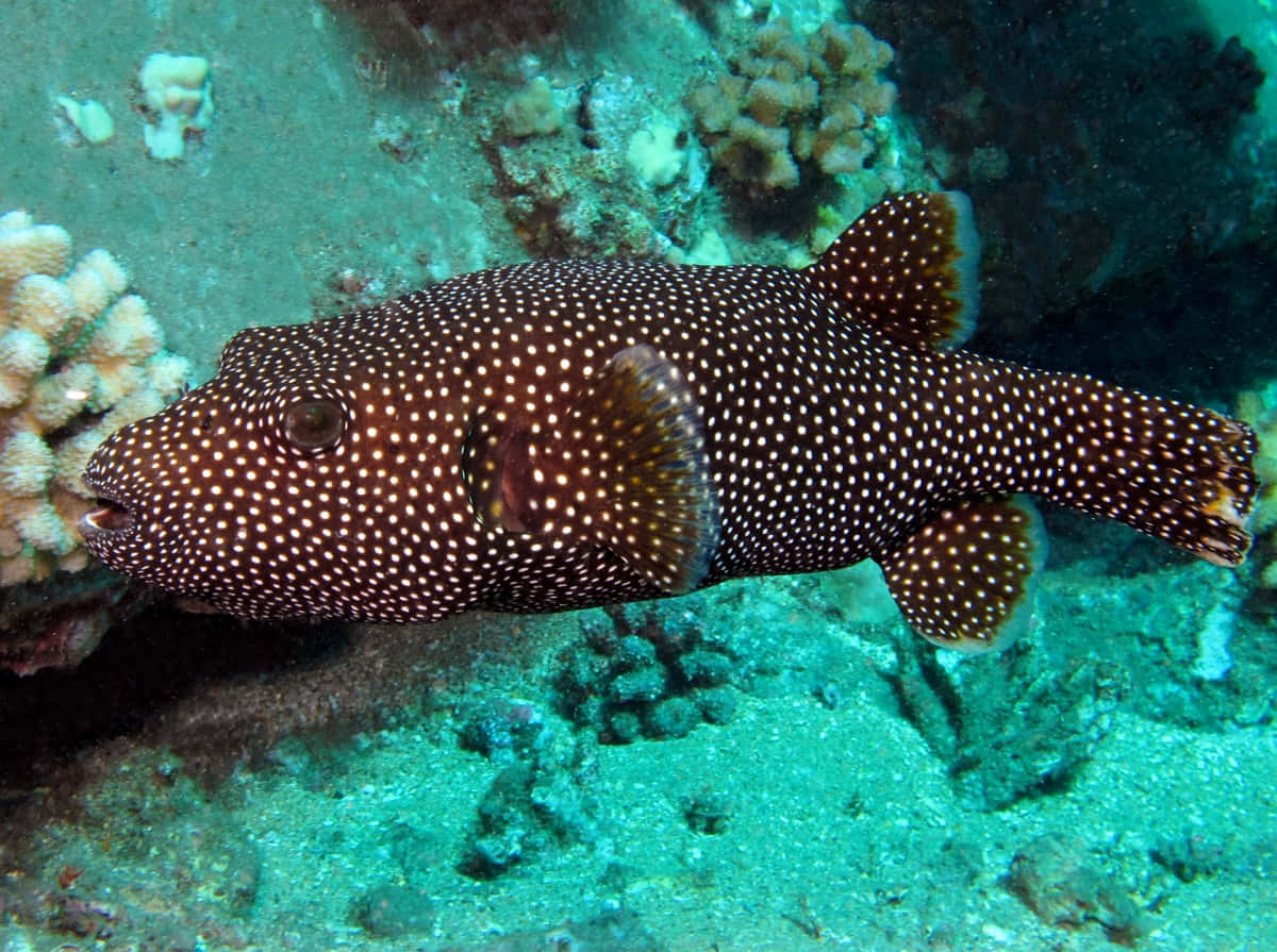 Spotted_ Guineafowl_ Pufferfish_ Underwater.jpg Wallpaper