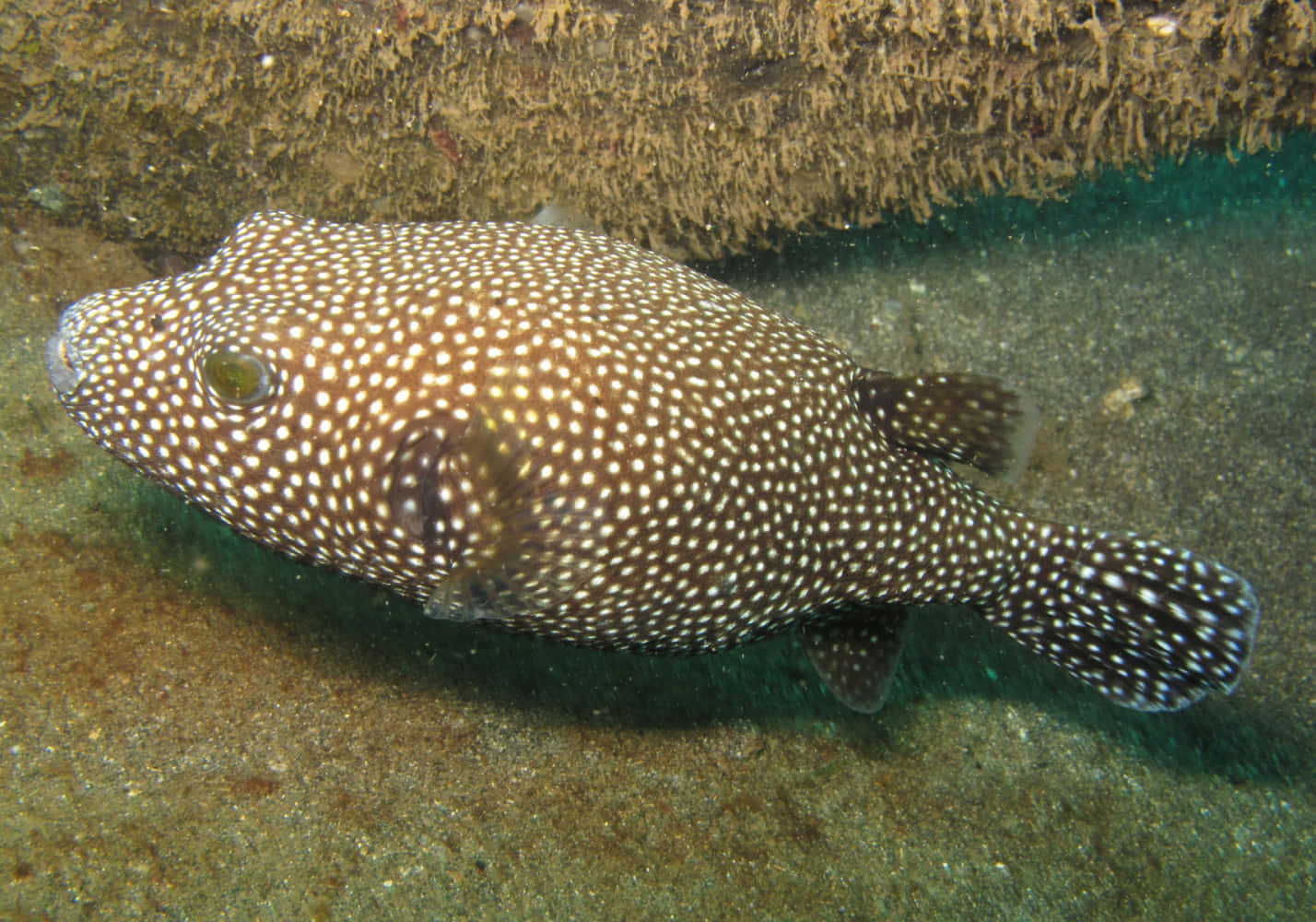 Spotted Guineafowl Pufferfish Underwater Wallpaper