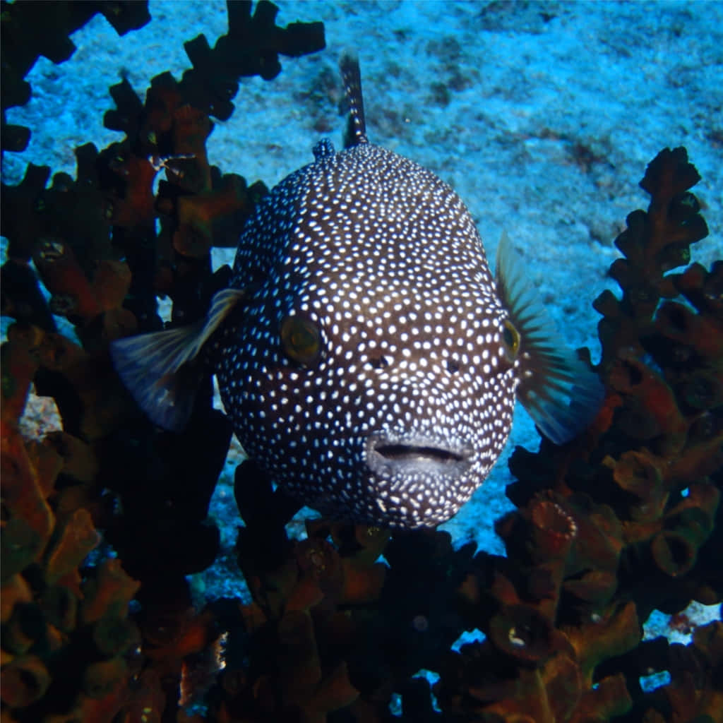 Spotted Guineafowl Pufferfish Underwater Wallpaper