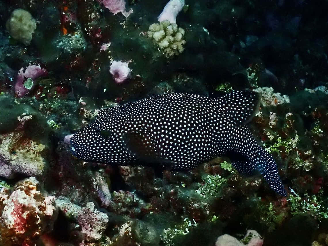 Spotted Guineafowl Pufferfish Underwater Wallpaper