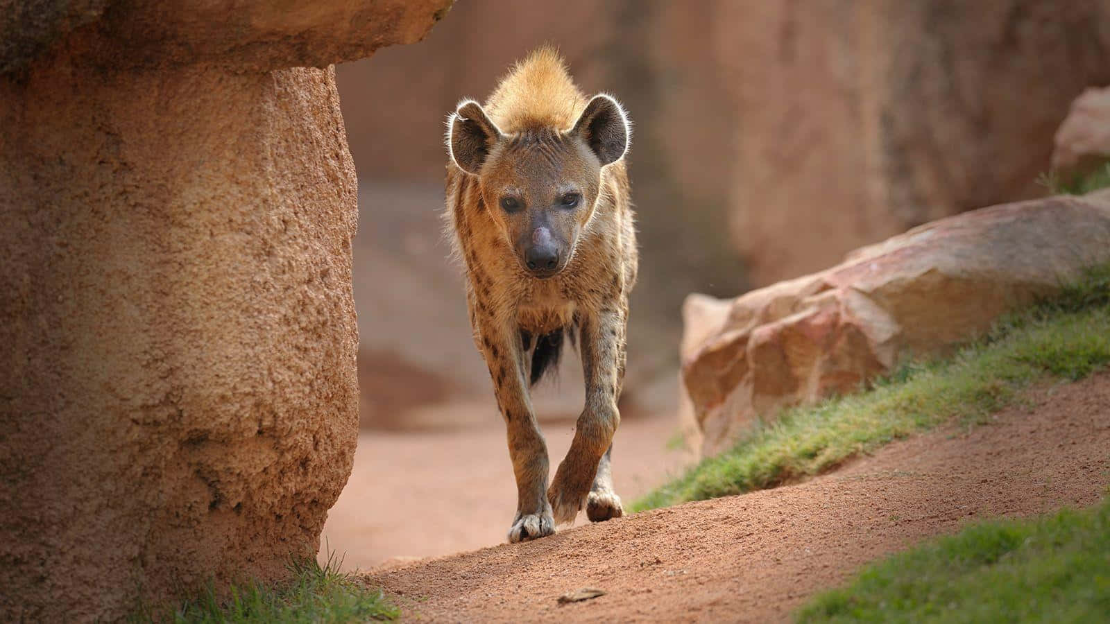 Spotted Hyena Approaching Camera Wallpaper