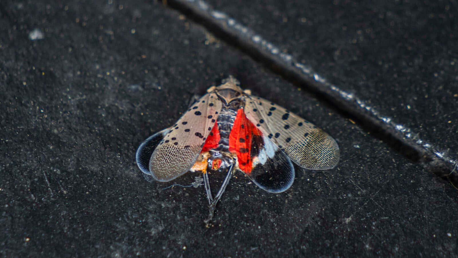 Spotted Lanternflyon Dark Surface Wallpaper