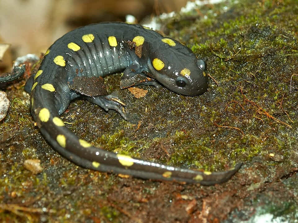 Spotted Mole Salamanderin Habitat.jpg Wallpaper